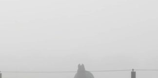 Verzin een Onderschrift - 2 maart 2020