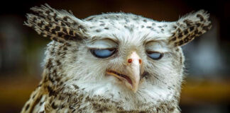 Verzin een Onderschrift - 22 juni 2020