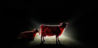 Verzin een Onderschrift - 25 juni 2020