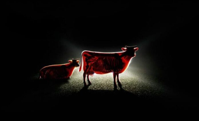 Verzin een Onderschrift - 25 juni 2020