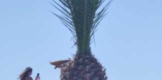 Verzin een Onderschrift - 9 juli 2020