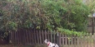 Verzin een Onderschrift - 18 augustus 2020