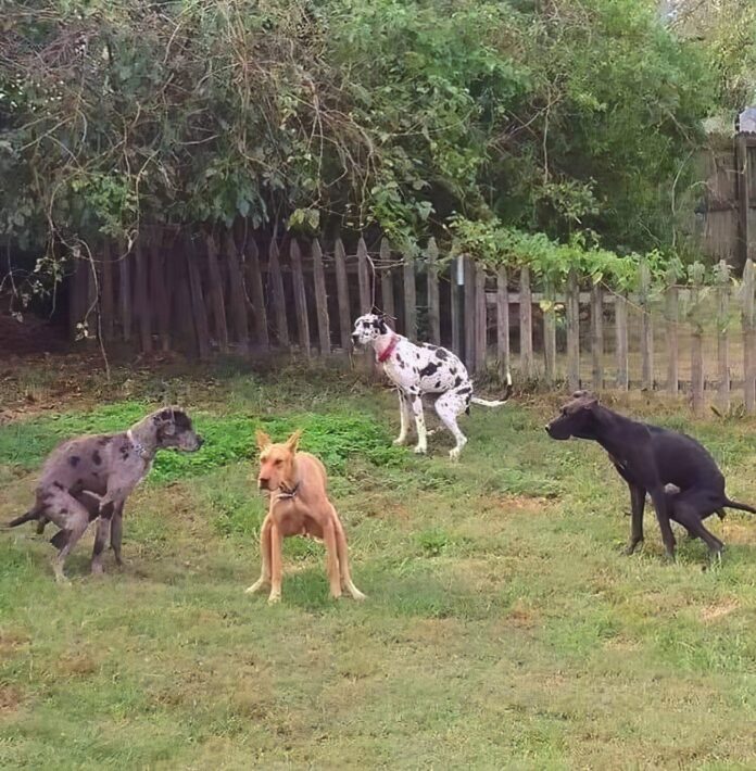 Verzin een Onderschrift - 18 augustus 2020