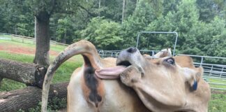 Verzin een Onderschrift - 25 augustus 2020