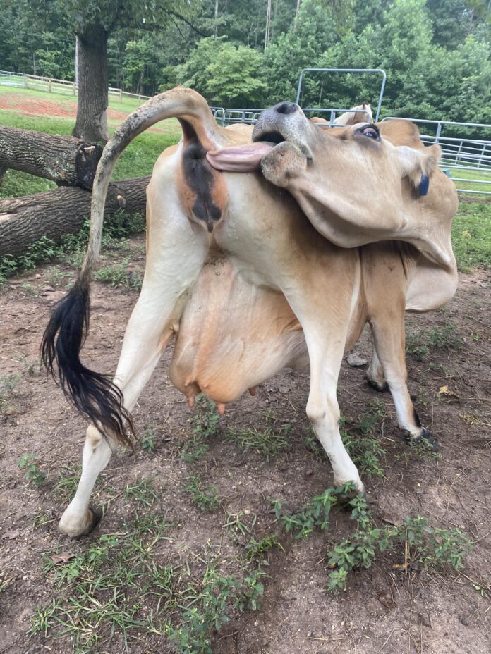 Verzin een Onderschrift - 25 augustus 2020