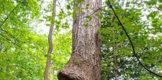 Verzin een Onderschrift - 7 oktober 2020