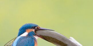 Verzin een Onderschrift - 31 oktober 2020