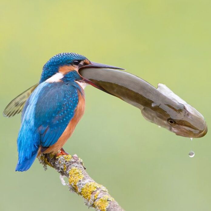 Verzin een Onderschrift - 31 oktober 2020