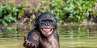 Verzin een Onderschrift - 5 november 2020