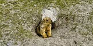 Verzin een Onderschrift - 14❤ november 2020