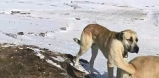 Verzin een Onderschrift - 17 november 2020