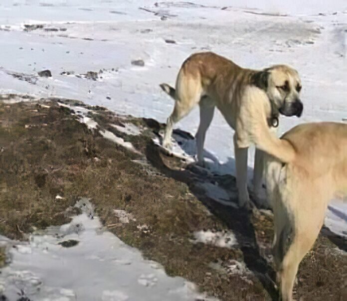 Verzin een Onderschrift - 17 november 2020