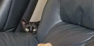 Verzin een Onderschrift - 25 november 2020