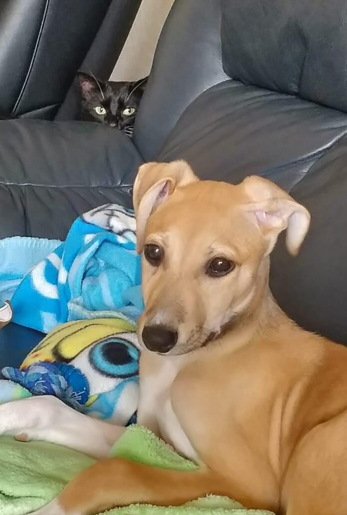 Verzin een Onderschrift - 25 november 2020