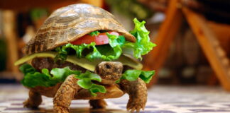 Verzin een Onderschrift - 18 december 2020