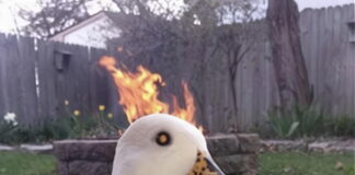 Verzin een Onderschrift - 29 december 2020