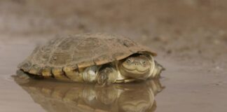 Verzin een Onderschrift - 15 januari 2021