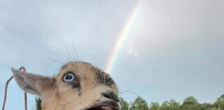 Verzin een Onderschrift - 7 januari 2021