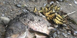 Verzin een Onderschrift - 12 januari 2021