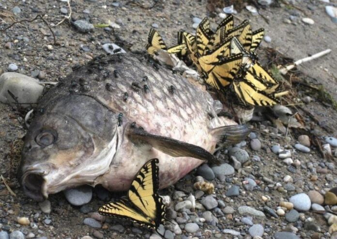 Verzin een Onderschrift - 12 januari 2021