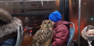 Verzin een Onderschrift - 1 maart 2021