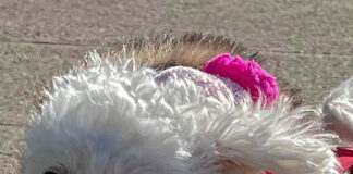 Verzin een Onderschrift - 2 maart 2021