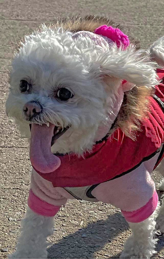 Verzin een Onderschrift - 2 maart 2021