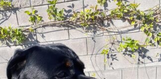 Verzin een Onderschrift - 22 maart 2021