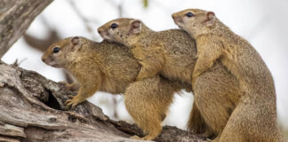 Verzin een Onderschrift - 12 april 2021