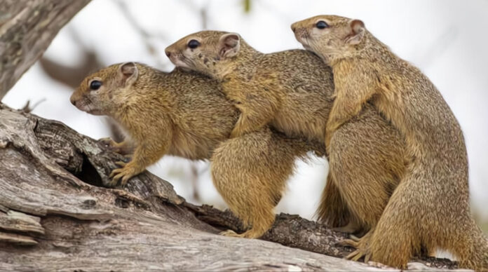 Verzin een Onderschrift - 12 april 2021