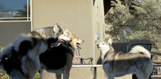 Verzin een Onderschrift - 27 mei 2021