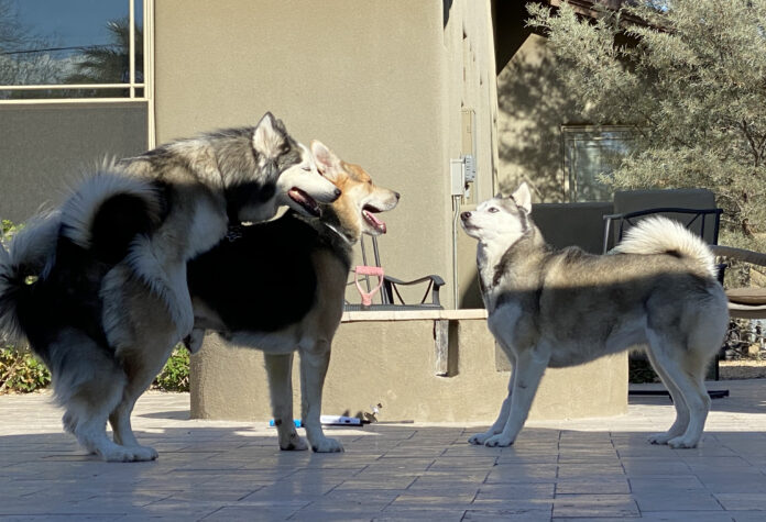 Verzin een Onderschrift - 27 mei 2021 Verzin een Onderschrift - 27 mei 2021