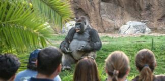 Verzin een Onderschrift - 10 juni 2021