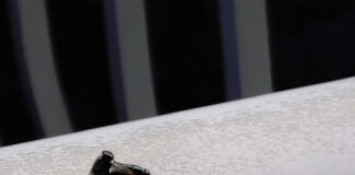 Verzin een Onderschrift - 11 juni 2021