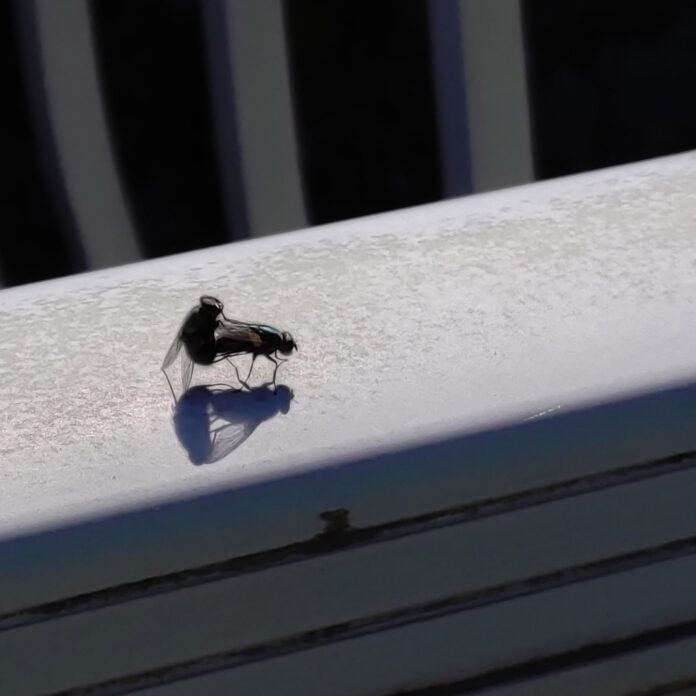 Verzin een Onderschrift - 11 juni 2021