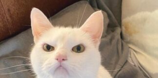 Verzin een Onderschrift - 25 juni 2021