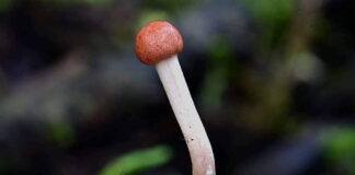 Verzin een Onderschrift - 28 juli 2021