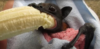 Verzin een Onderschrift - 2 september 2021