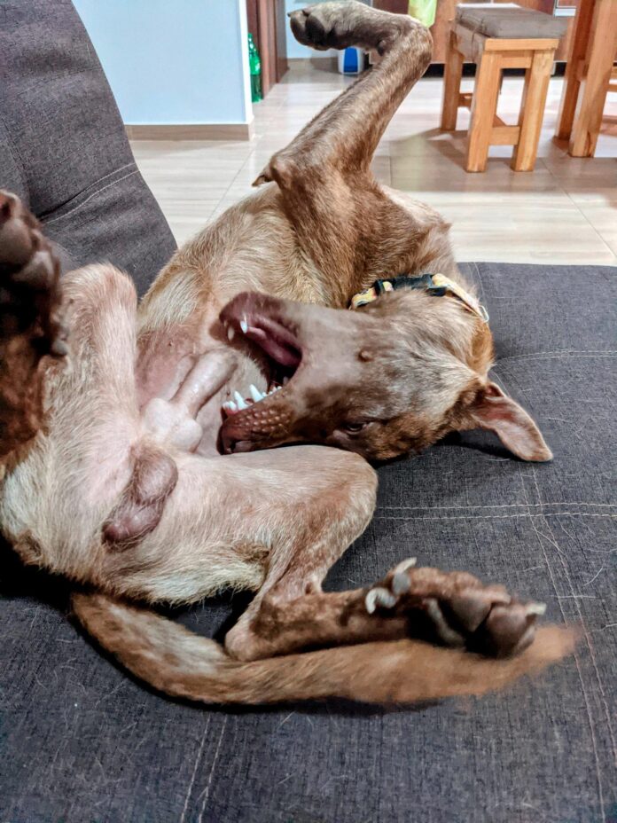 Verzin een Onderschrift - 6 september 2021