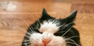 Verzin een Onderschrift 4 november 2021