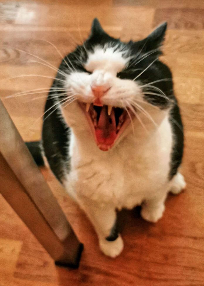 Verzin een Onderschrift 4 november 2021