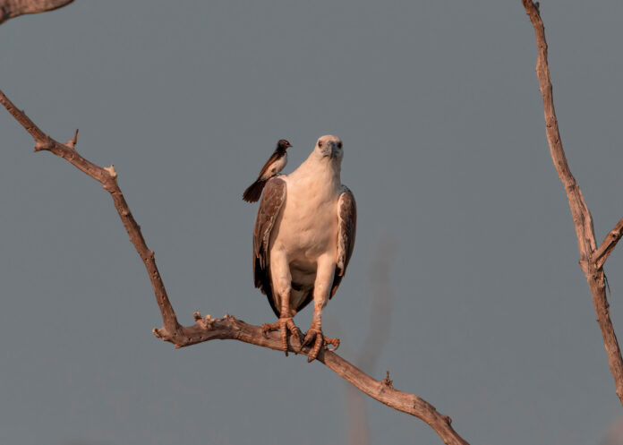 Verzin een Onderschrift 9 november 2021