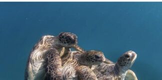 Verzin een Onderschrift 10 november 2021