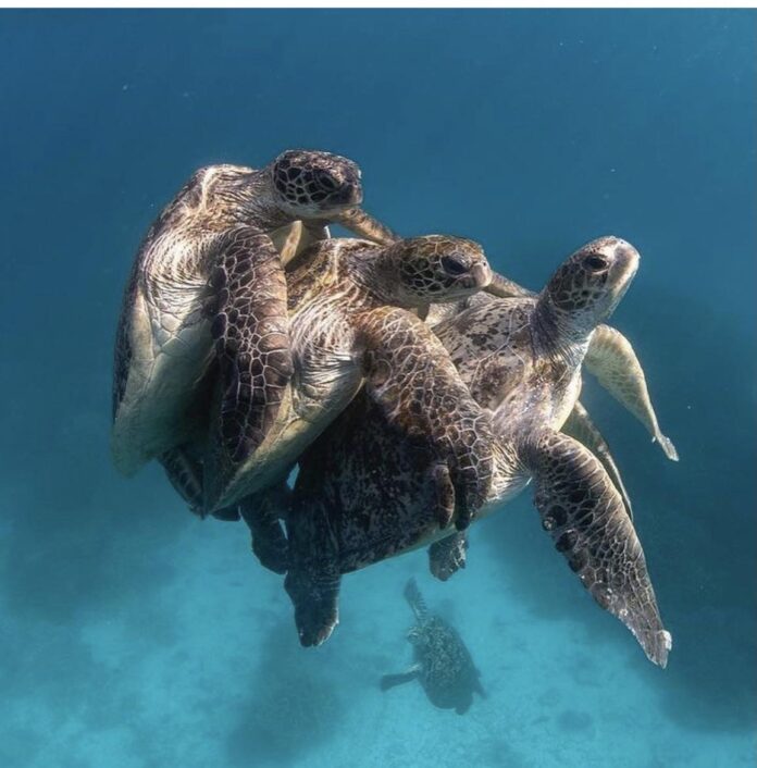 Verzin een Onderschrift 10 november 2021