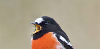 Verzin een Onderschrift 12 mei 2022