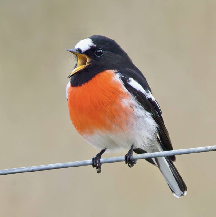 Verzin een Onderschrift 12 mei 2022