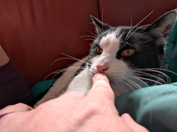 Verzin een Onderschrift 12 oktober 2022