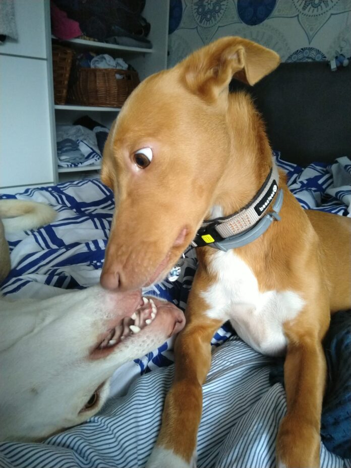 Verzin een Onderschrift 8 november 2022