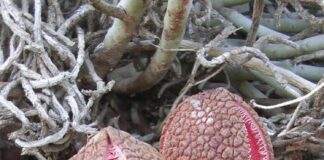 Verzin een Onderschrift 25 november 2022