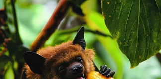 Verzin een Onderschrift 3 februari 2025